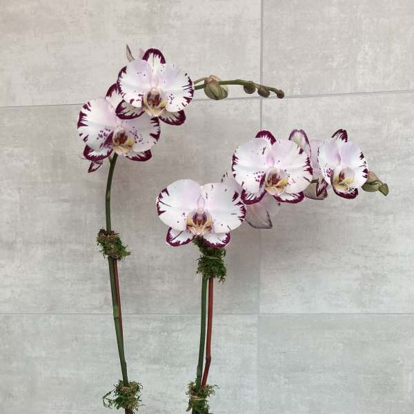 Potted orchid plant with white and purple blooms in a white container