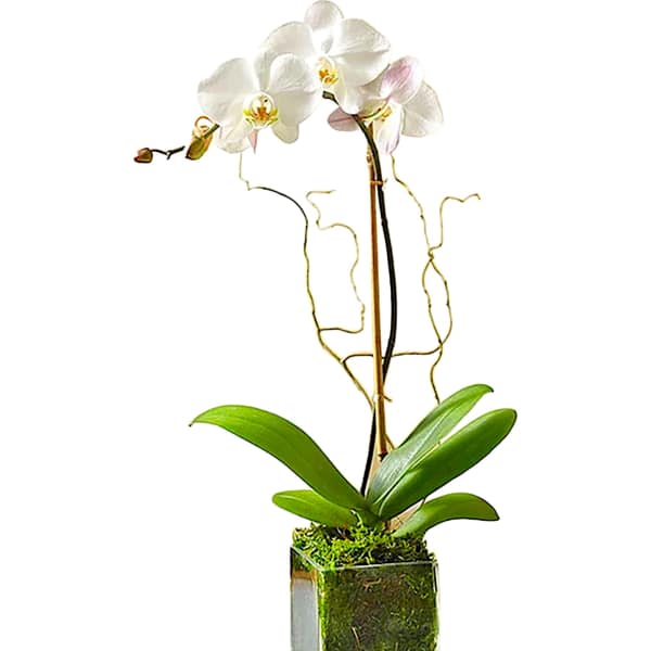 White orchid plant in a square glass vase with moss