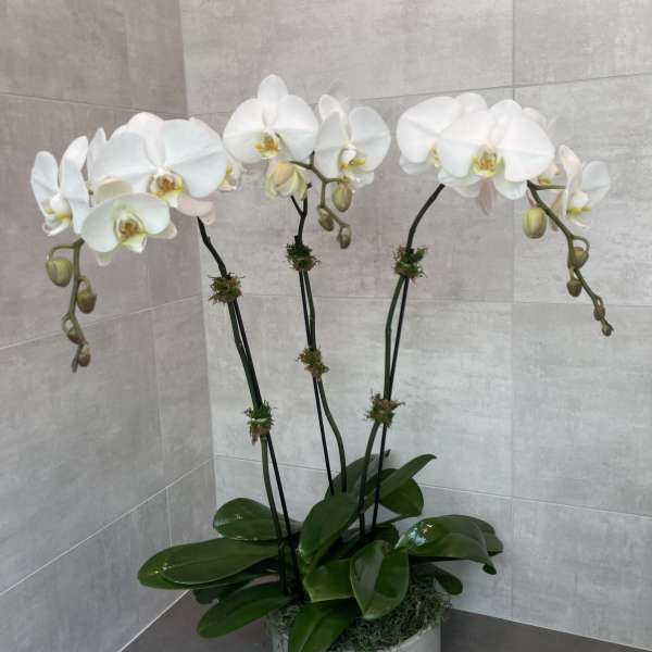 White orchids in a white pot with glossy green leaves