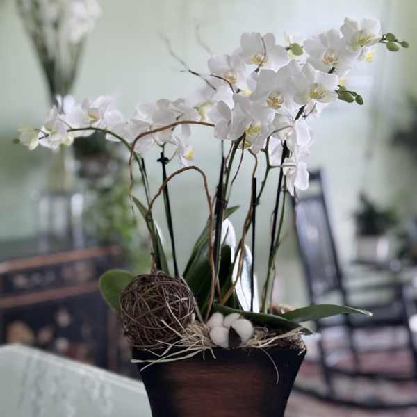 White orchids arranged in a dark square planter