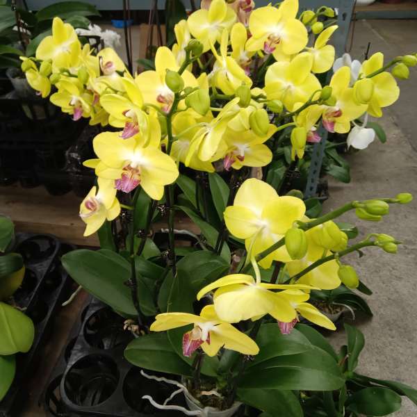 Yellow orchids in black pots with a few white orchids nearby