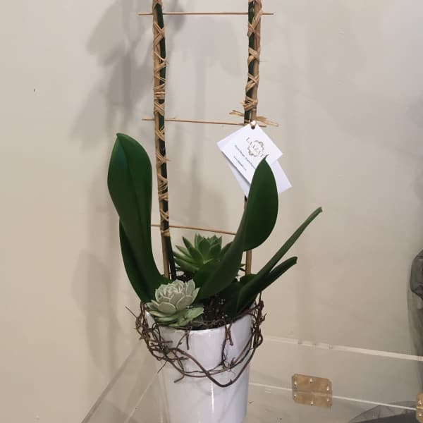 White orchid arrangement in a tall white pot with succulents