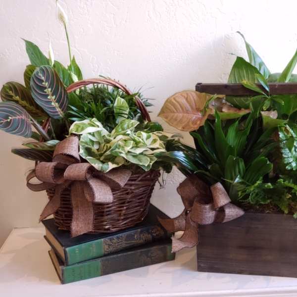 Two potted plant arrangements in a basket and wooden box with ribbon bows.