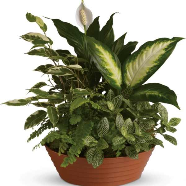 Mixed green houseplants in a terracotta bowl planter