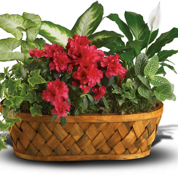 Basket planter with pink flowers and assorted green plants