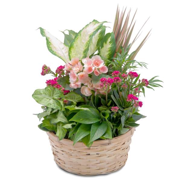 Mixed potted plants and pink flowers in a woven basket