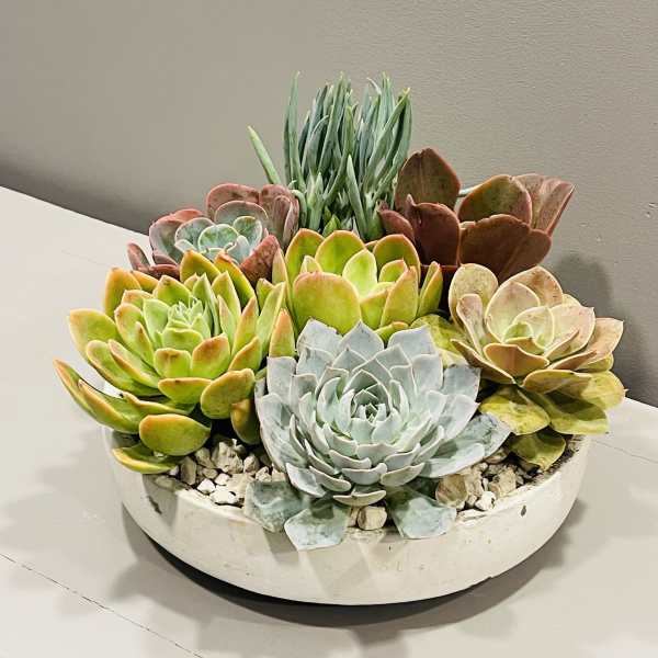 Succulent planter