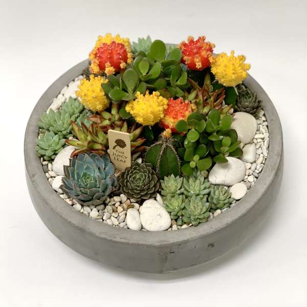 Round concrete planter with assorted succulents and colorful cactus blooms