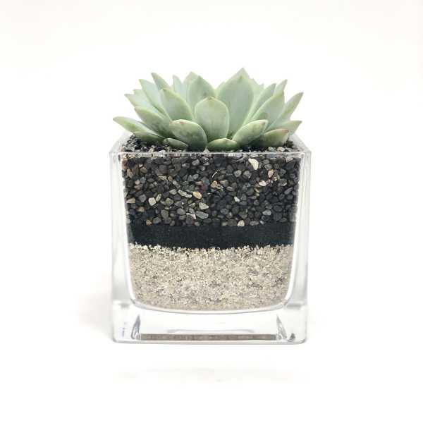 Succulent in a clear square glass planter with layered pebbles