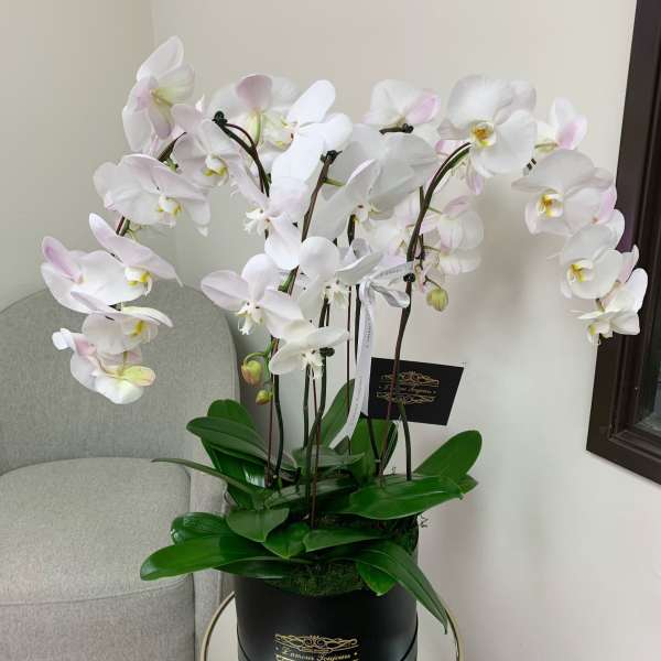 Cascade of Orchids Signature Box