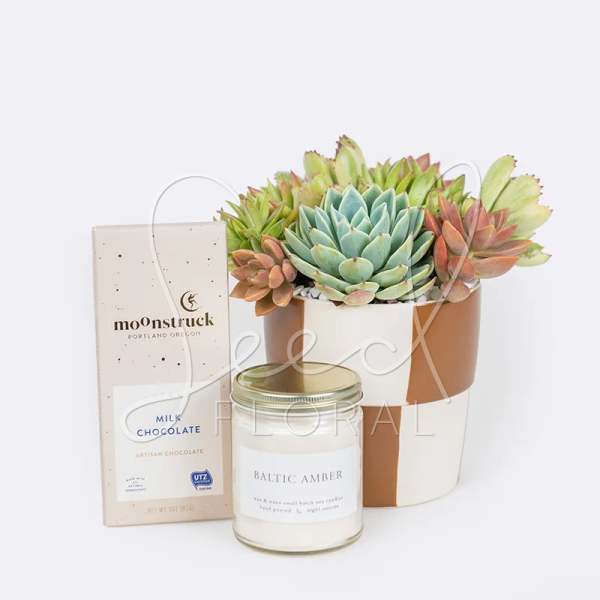 Succulent arrangement in a white and tan pot with a chocolate bar and candle