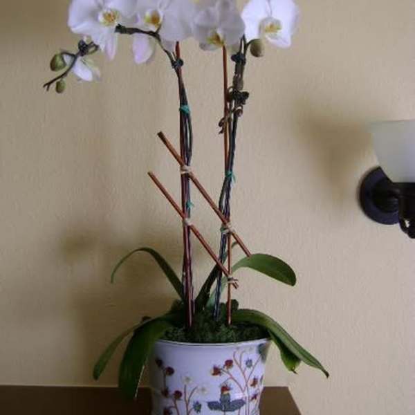 White orchid plant in a decorative pot