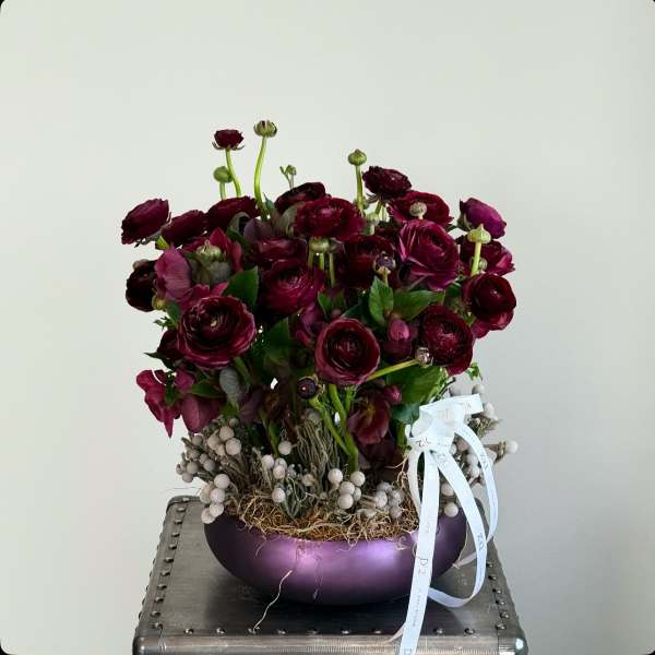 Deep burgundy ranunculus arrangement in a purple bowl with a white ribbon