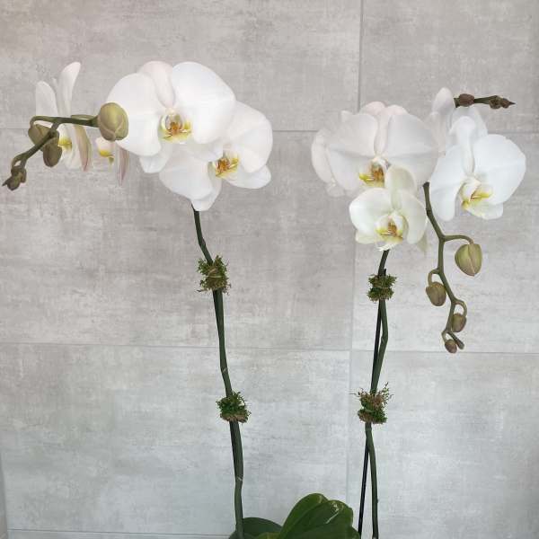 White orchid plant in a white pot