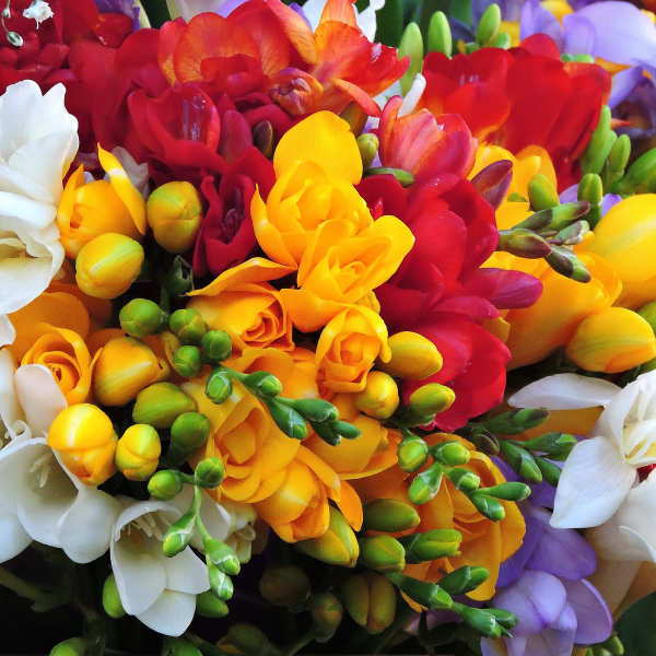 Bright mixed bouquet of freesia in red, yellow, white, and purple