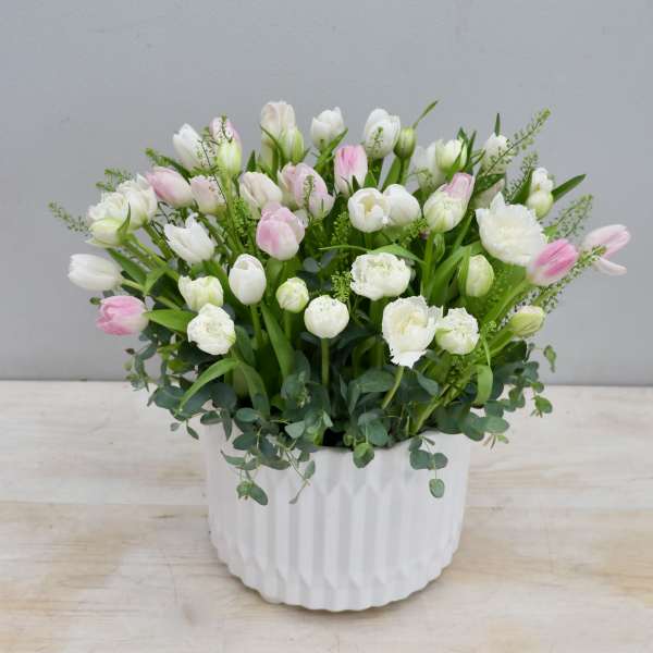 Pink and white tulips in a white ceramic pot