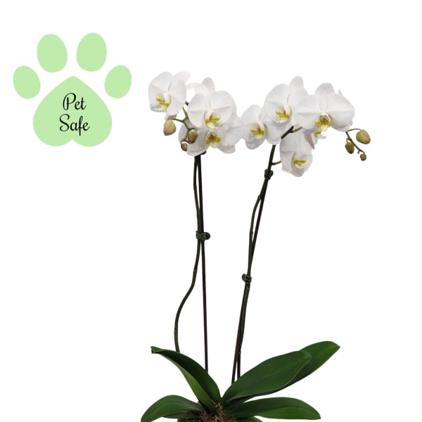 White Orchid Planter