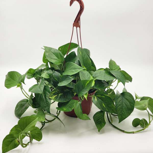 6" Hanging Pothos Plant