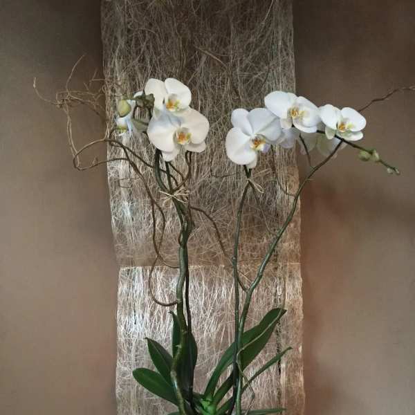 White orchid plant in a white pedestal pot