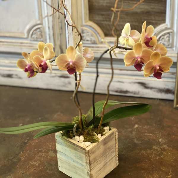 Phalaenopsis Orchid