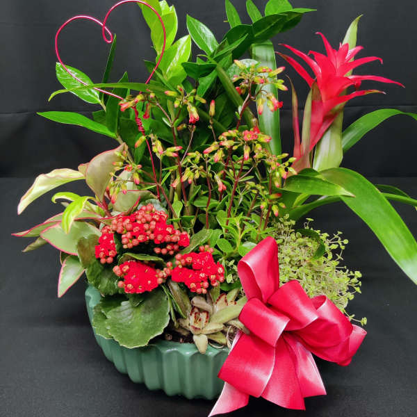 Large Valentine indoor tropical garden