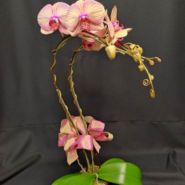 Phalaenopsis orchid potted with golden accents