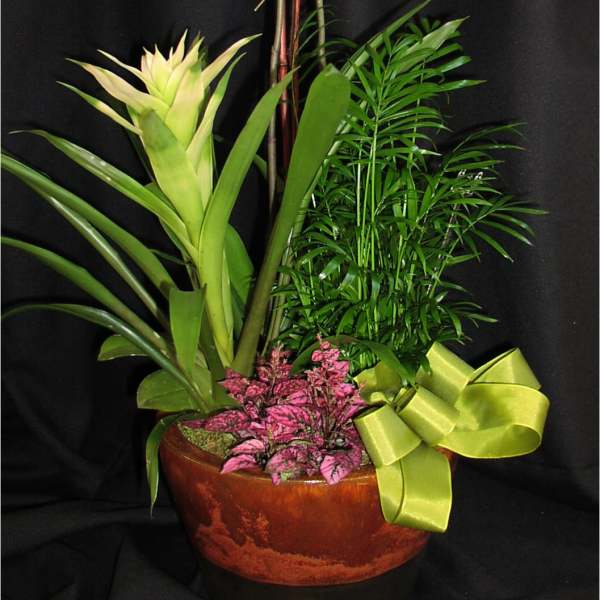 Tropical orchid plant combo, medium