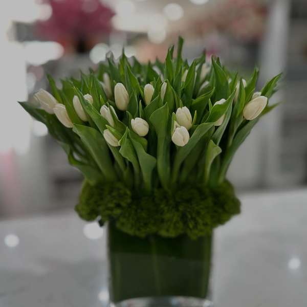 White tulips arranged in a square glass vase