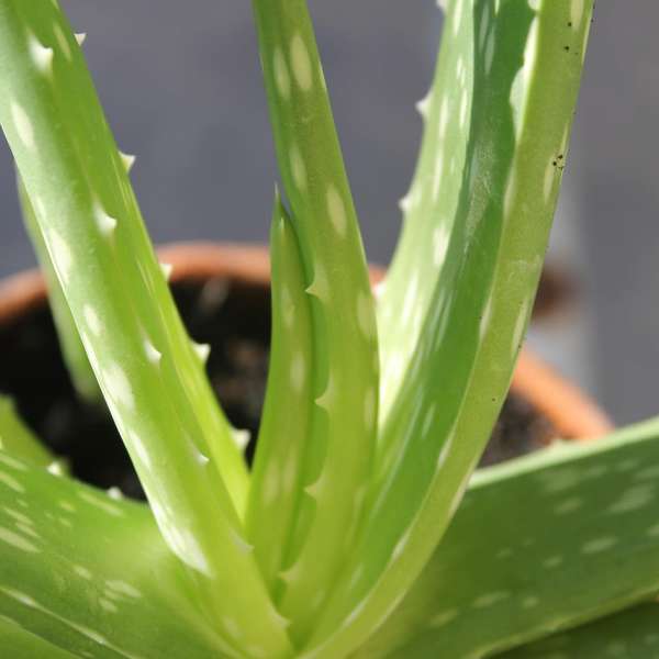 Close-up of a potted aloe vera plant with thick green leaves
