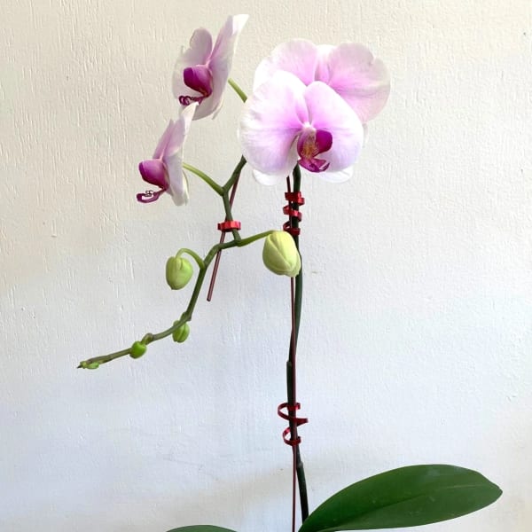 Phalaenopsis Orchid Plant