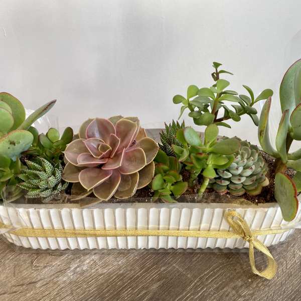 Succulent arrangement in a white rectangular planter with a gold ribbon