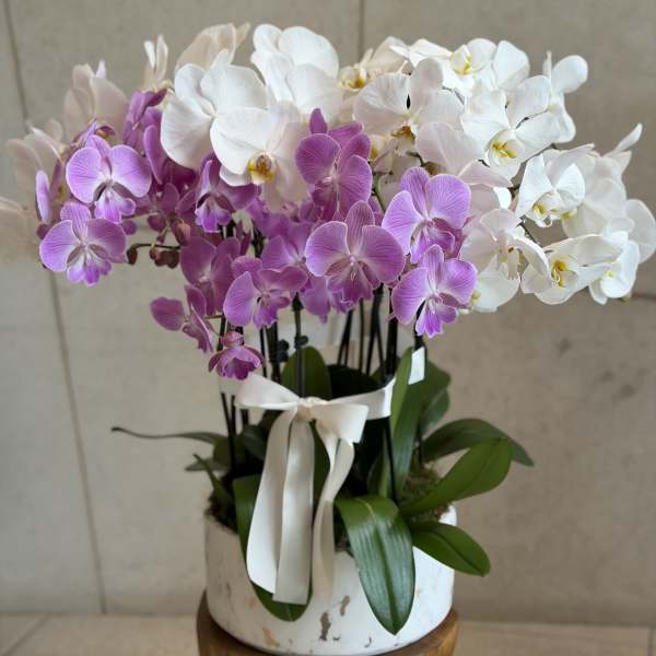 Luxury Orchid Arrangement in Marble Pot