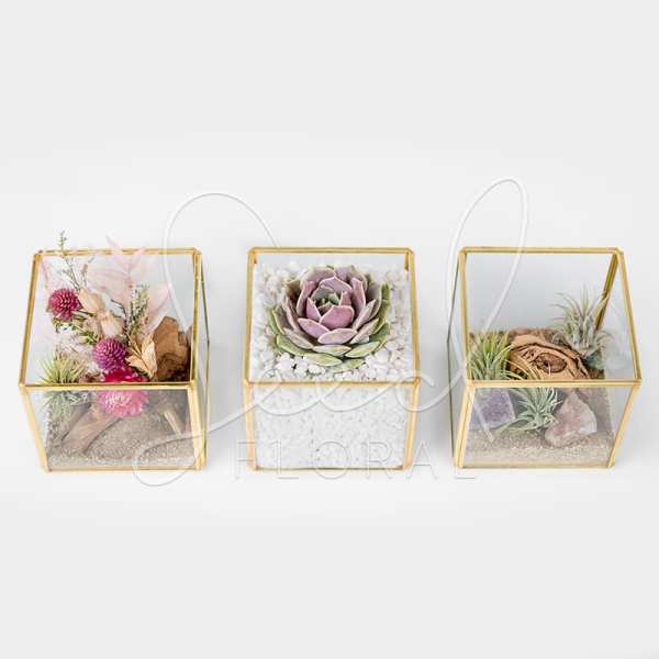 Set of three small glass cube terrariums with a succulent, air plants, and dried pink blooms in sand and stones