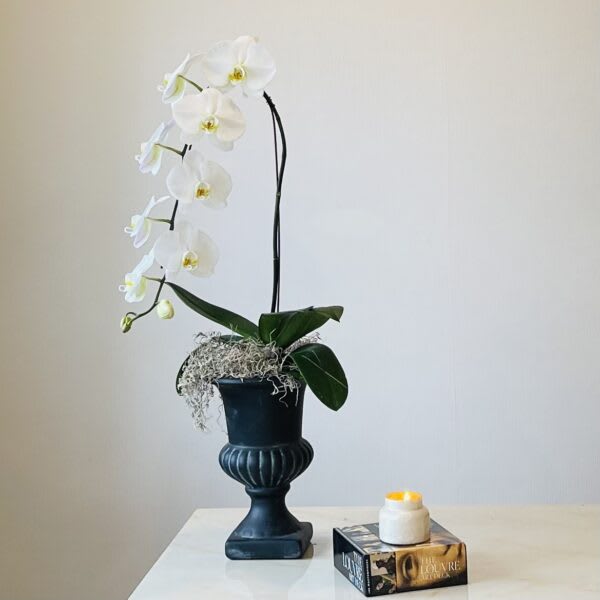 White orchid plant in a dark pedestal pot on a table