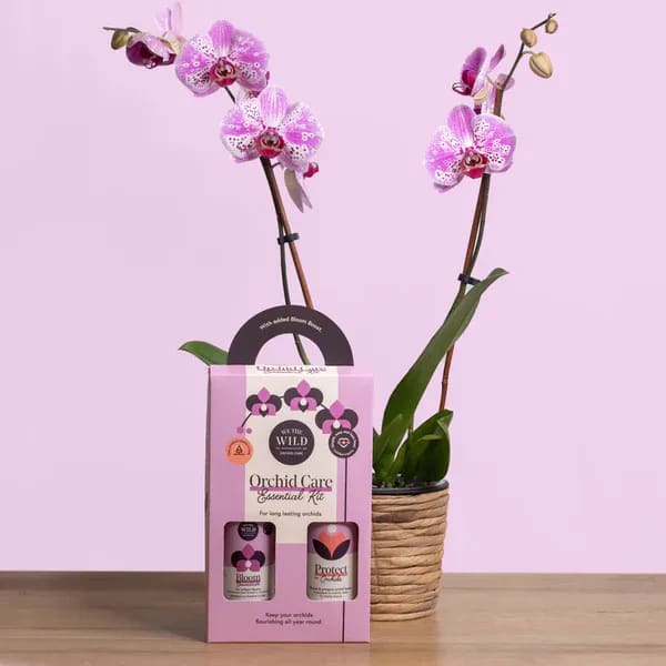 Potted pink orchids beside an orchid care kit box