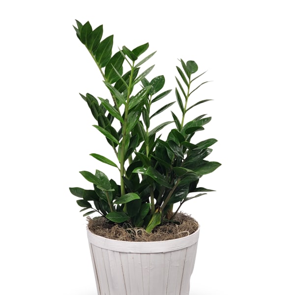 6" ZZ Plant