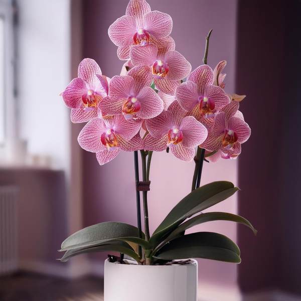 Pink orchid plant in a white pot on a wooden floor