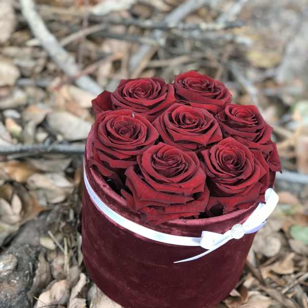 Red roses arranged in a round velvet box with a white ribbon