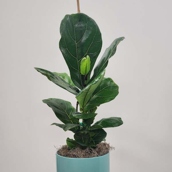 6" Fiddle Leaf Plant