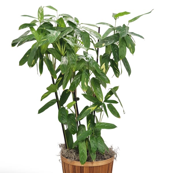 Potted green houseplant in a wooden planter