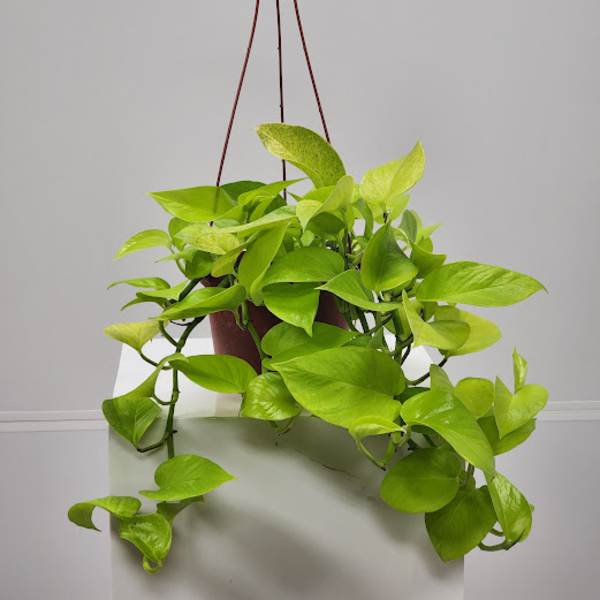 6" Neon Hanging Pothos Plant