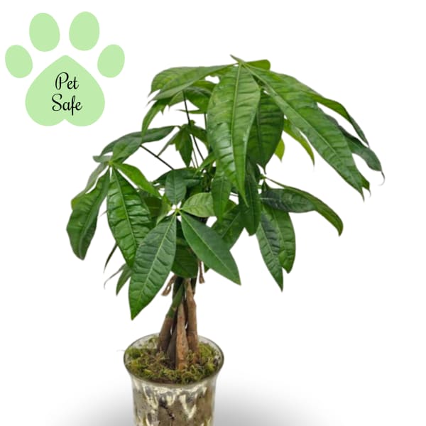 4" Money Tree Plant