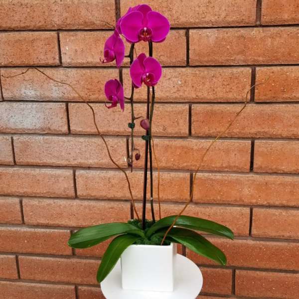 Pink orchid in a white square pot against a brick wall