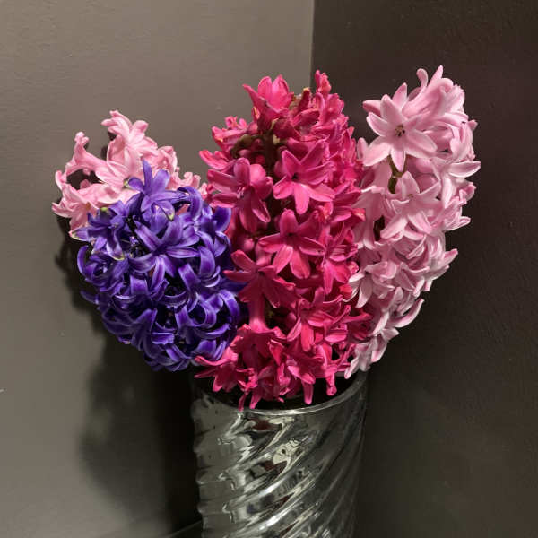 Colorful hyacinths arranged in a tall silver vase