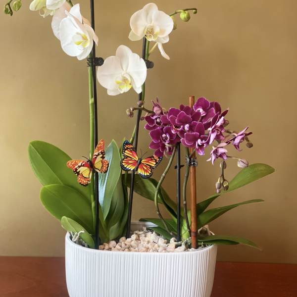 White and purple orchids in a white planter with butterfly picks