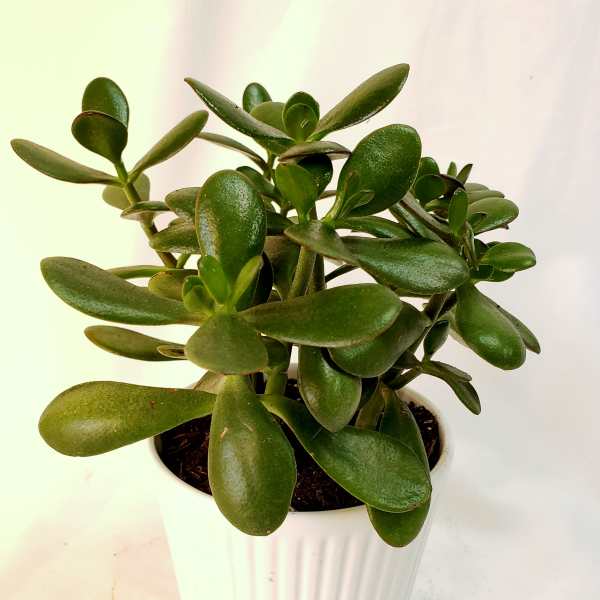 Potted jade plant in a white ribbed planter