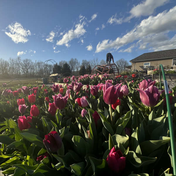 Rows of pink and red tulips growing in an outdoor garden bed