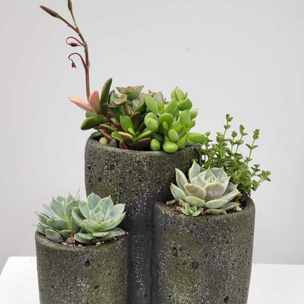 6" Tall Succulent Trio Planter