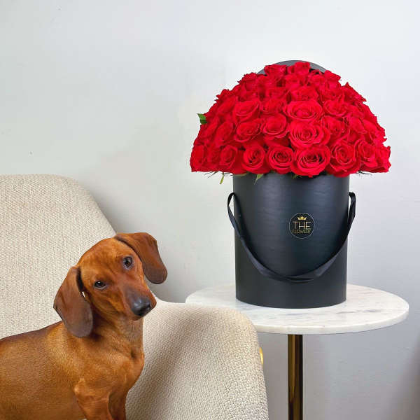 A large red rose arrangement in a black hatbox beside a dachshund on a chair.