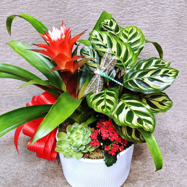 Potted plant garden with red bromeliad bloom, succulent, red blossoms, and patterned foliage in a white container